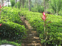 Homelands of Tea - Sri Lanka