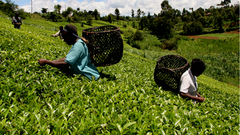 Homelands of Tea - Kenya